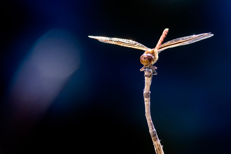 06-2023-09-07-Libelle-2-klein