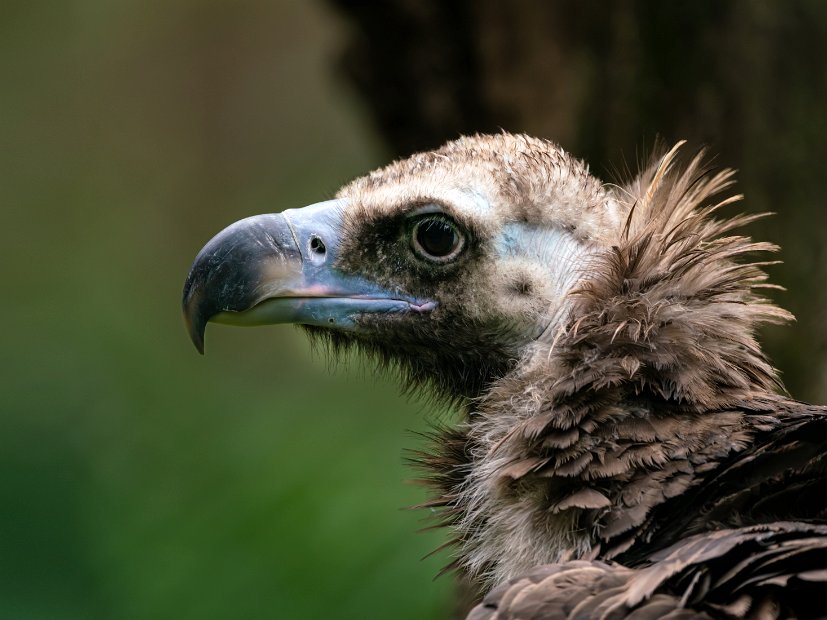 A4-Muenster-Zoo-(62)-Verbessert-NR_R_b3-mini