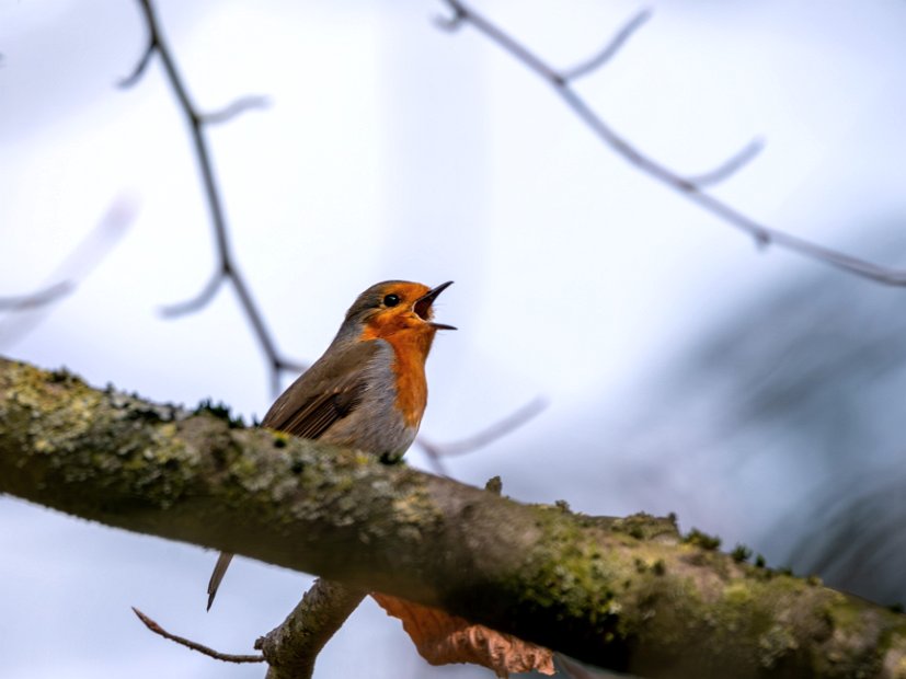 Rotkehlchen-08422_b2-30x40-mini