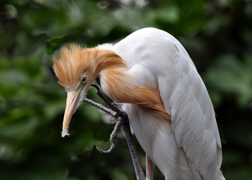 Malaysia1_0747_klein