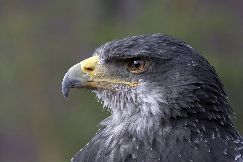 _mg_3318-blaukopfadler