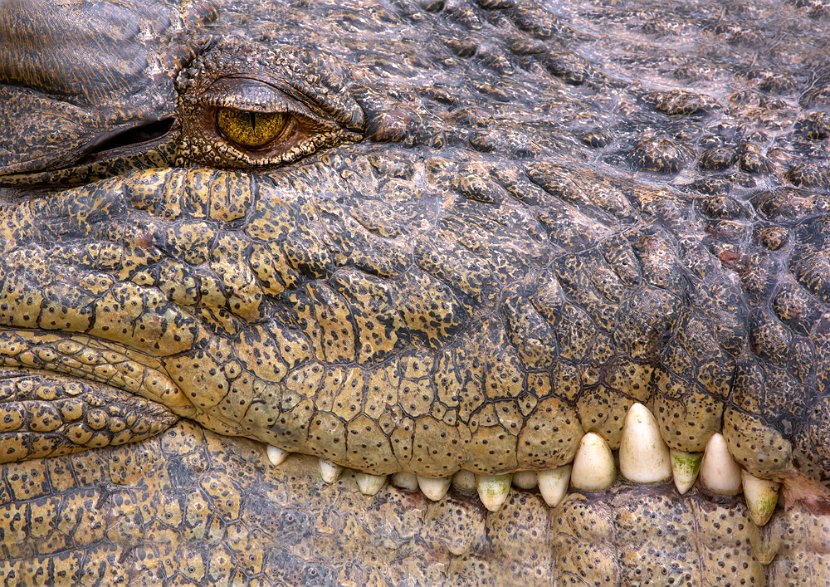 _mg_8506--croc