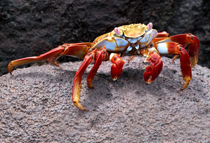 rote-klippenkrabbe-i