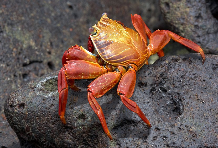 rote-klippenkrabbe-ii