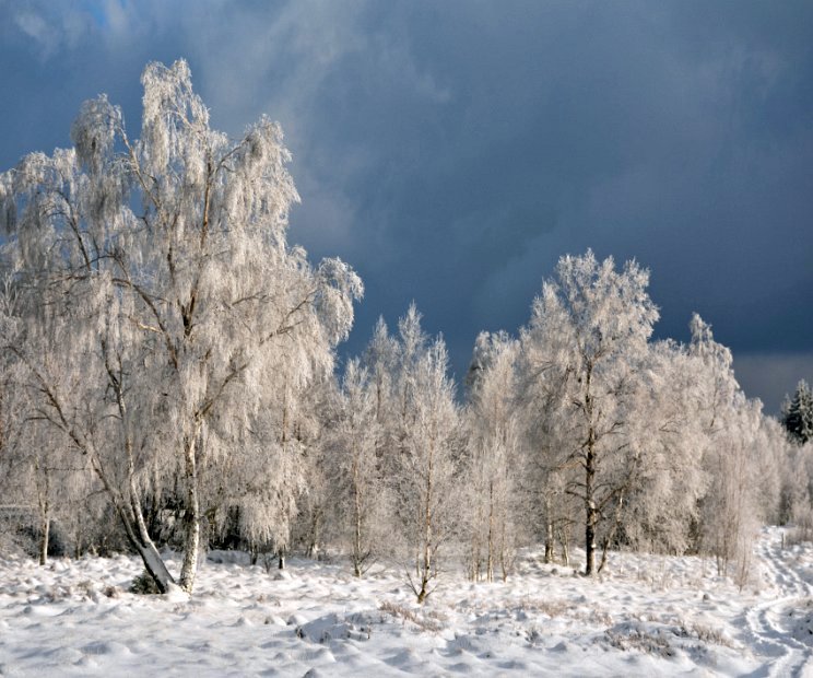 Michael Klöcker - Winterwald