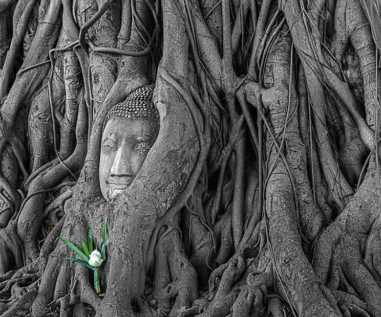 Reiner_Austellung_Baeume_2019_1