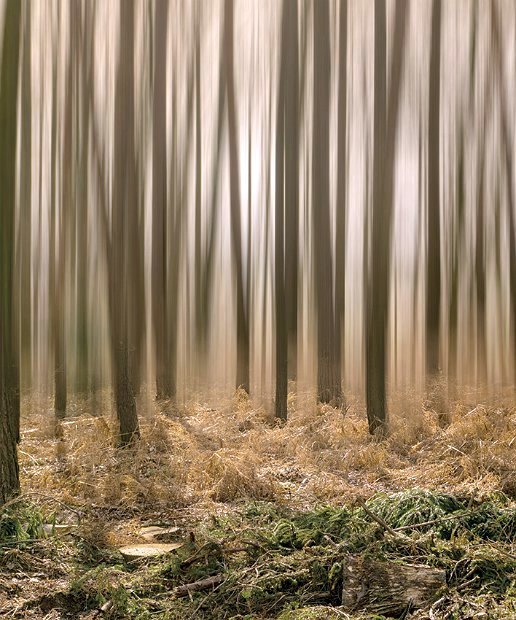 Poth R - Baumstumpf -Sonderausstellung -