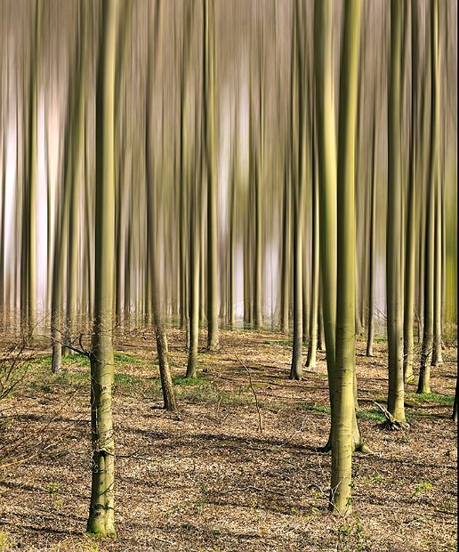 Poth R - Wald -Sonderausstellung-