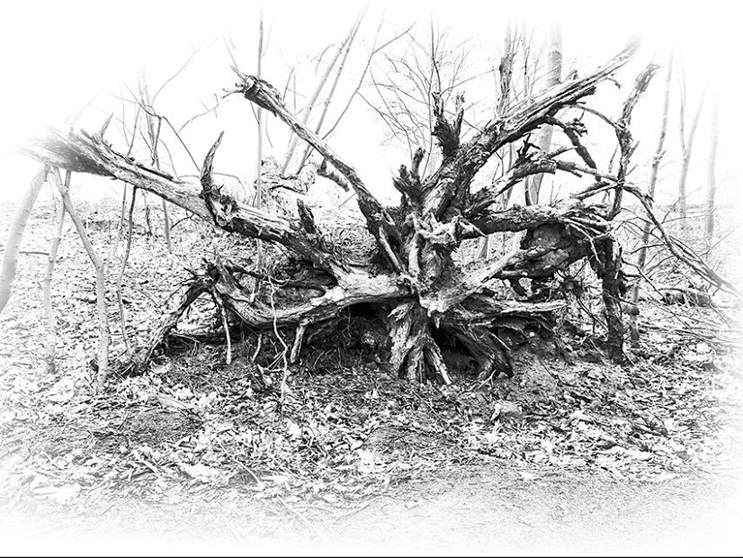 Poth R - Dem Baum seine Wurzel