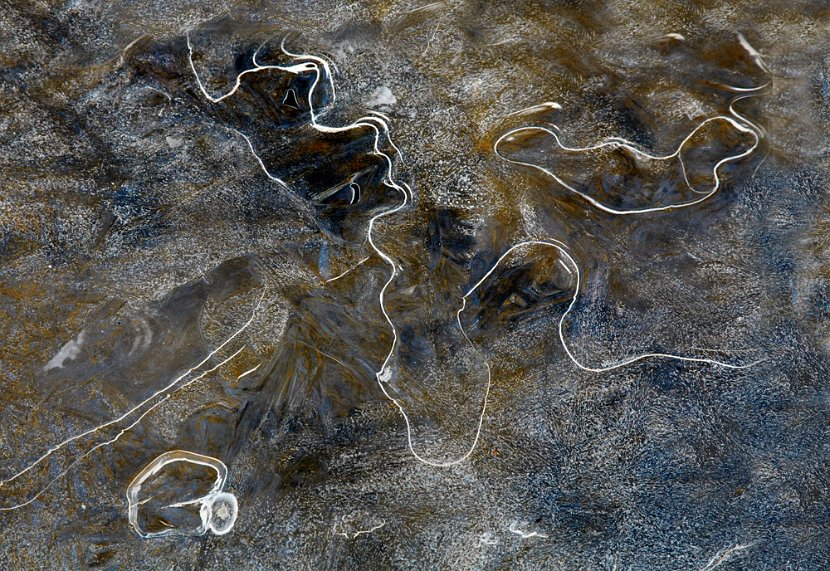 eisheiliger m. seehund