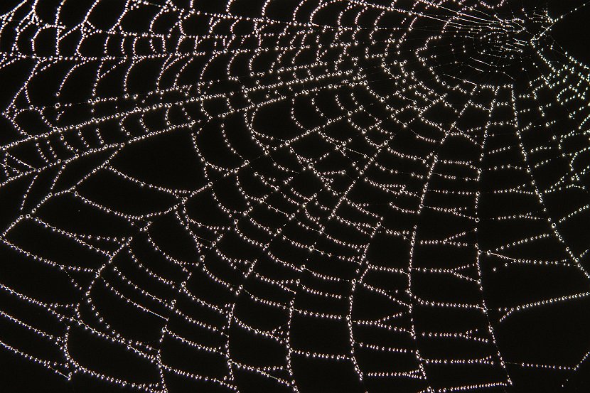 _DSC5132_R_b-Spinnwebe-home   page