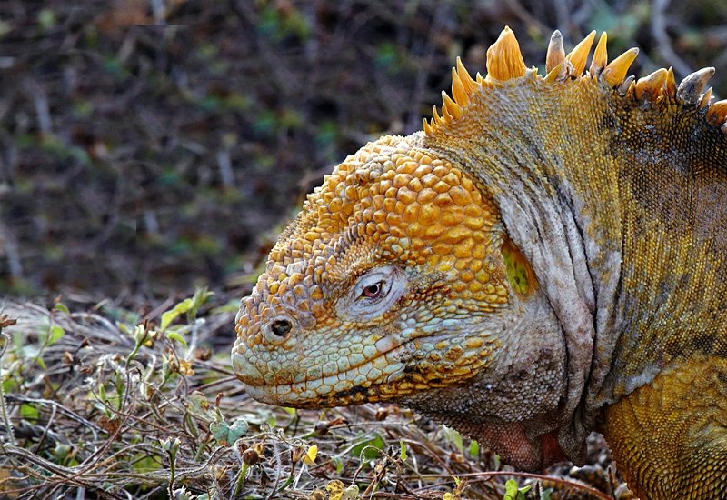 _MG_7869-Gal-2012-Landleguan