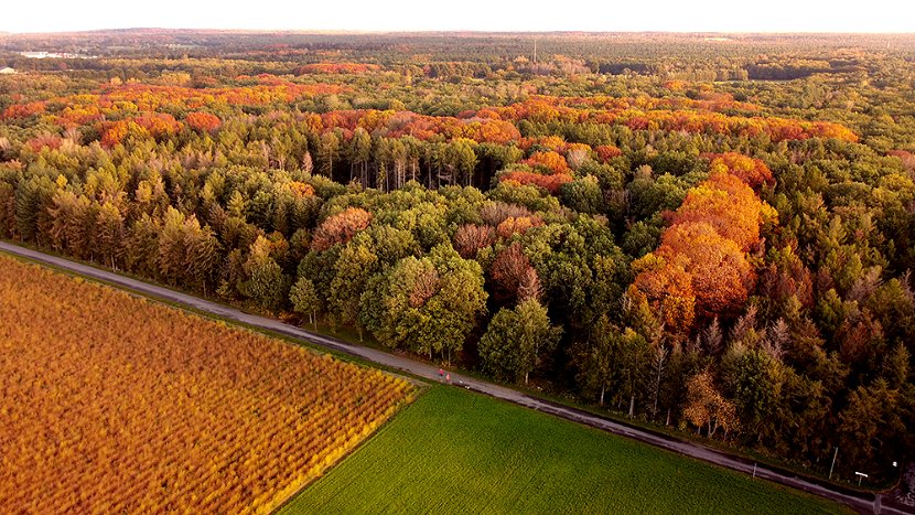 DJI Effelder Wald web