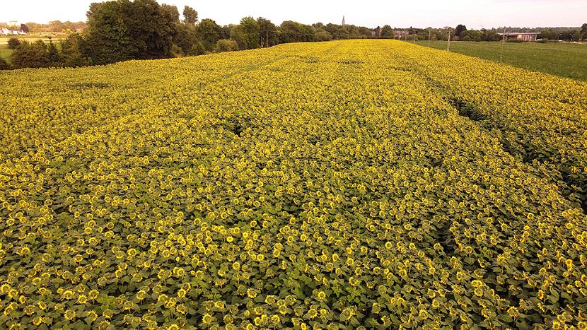 DJI Sonnenblumen 02 web