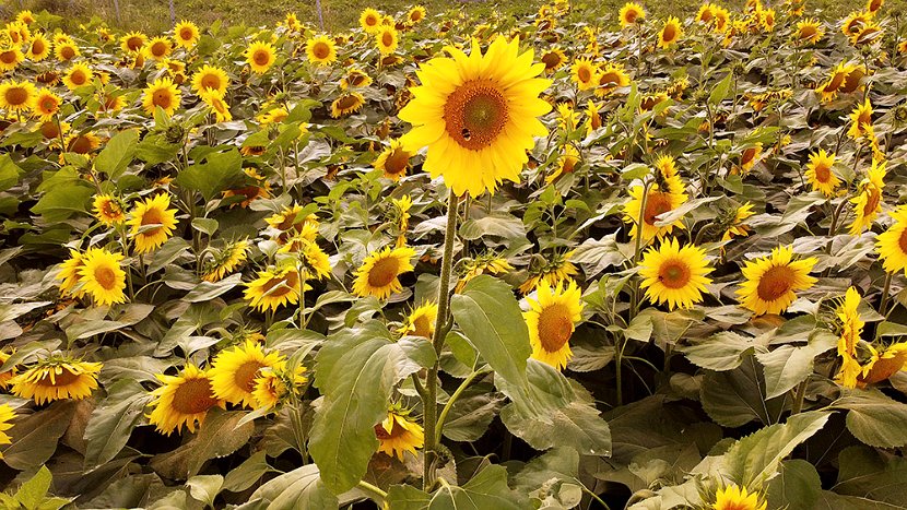 DJI Sonnenblumen 05 web