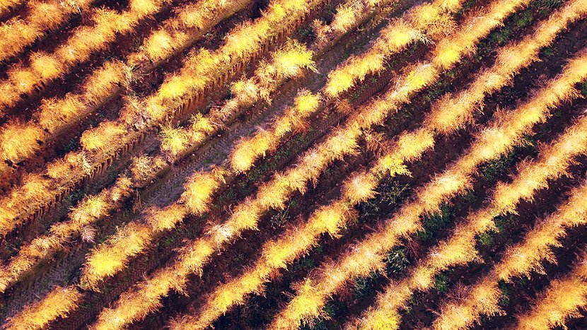 DJI Spargelfeld 14 web