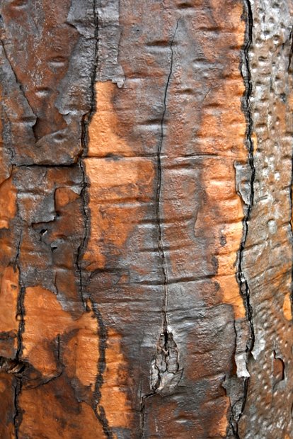 _MG_1708-Galapagos-2010