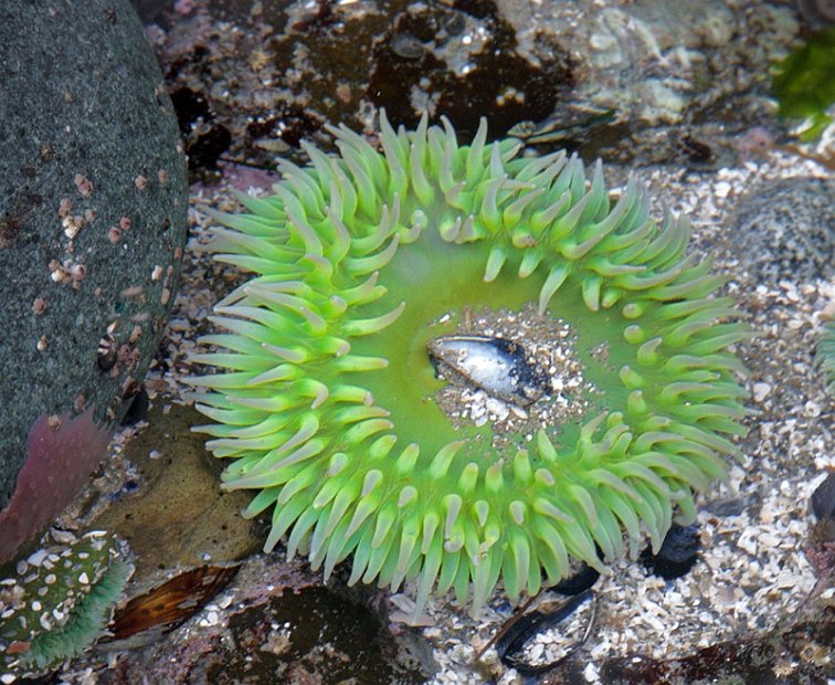 Seeanemone-2