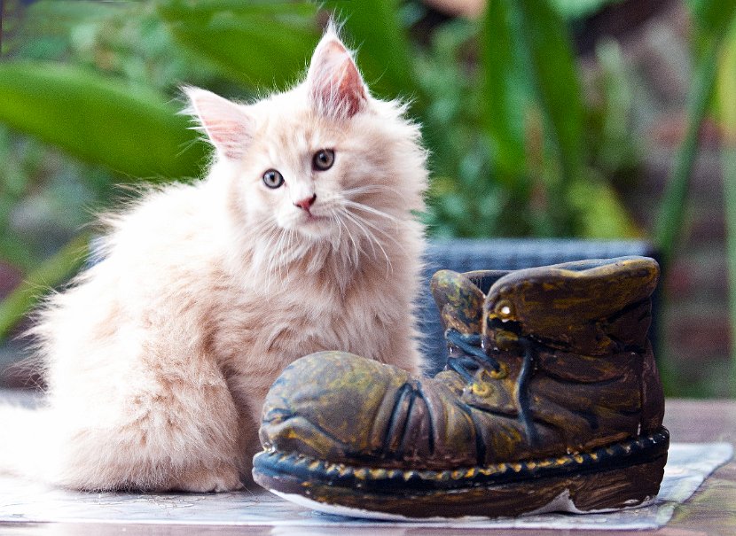 Balou der Kater Kopie