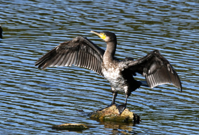 Kormoran Kopie