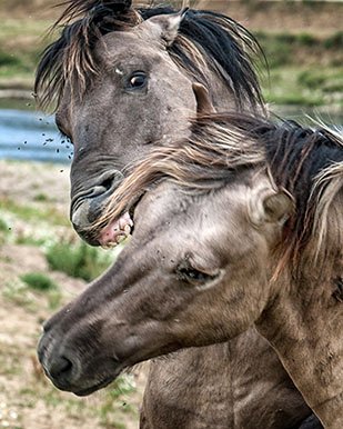 Zoff unter Wildpferden Kopie