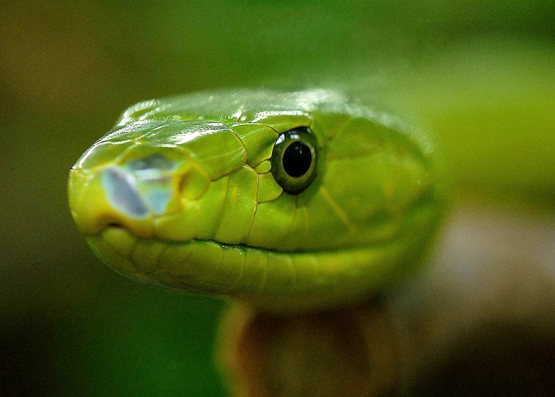 Green Mamba